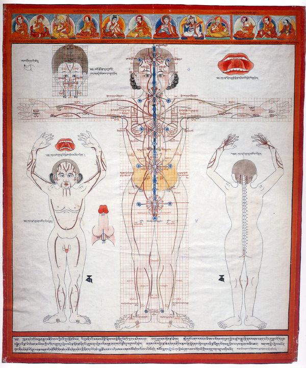 tibetska anatomie